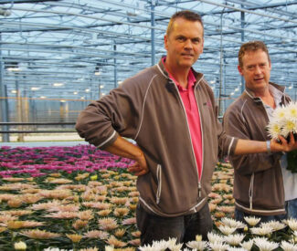 Arcadia hoge lichtpresetaties voor pluischrysanten